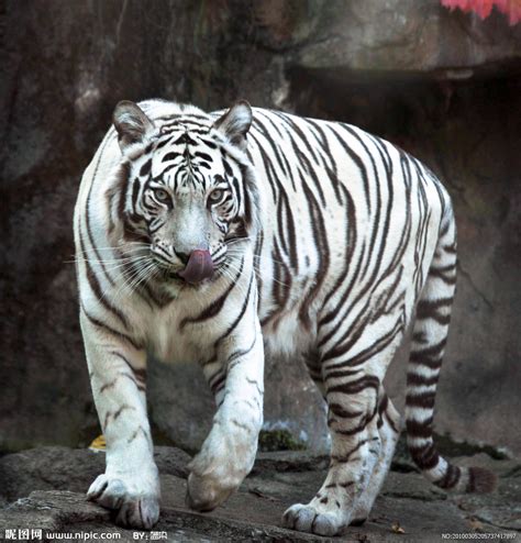 白老虎象徵